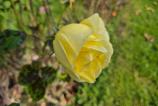 Samsung-Galaxy-S24-FE-Mostre-Bokeh_014.jpg
