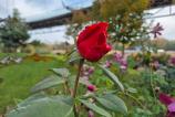 Samsung-Galaxy-S24-FE-Mostre-Bokeh_006.jpg