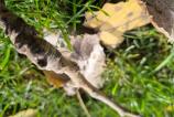 Samsung-Galaxy-S24-FE-Mostre-Closeup_008.jpg