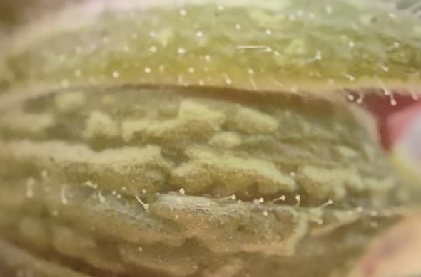 realme GT3 - Mostre foto (macro): IMG20231201143824.jpg