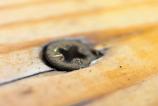 HUAWEI-Pura-80-Pro-Mostre-macro_006.jpg