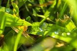 HUAWEI-Pura-80-Pro-Mostre-macro_022.jpg