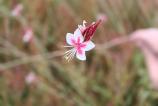 OPPO-Reno14-Mostre-Bokeh_017.jpg