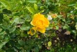 OPPO-Reno14-Mostre-Bokeh_021.jpg