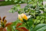 OPPO-Reno14-Mostre-Bokeh_024.jpg