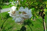 WP_20160912_15_31_41_Pro.jpg