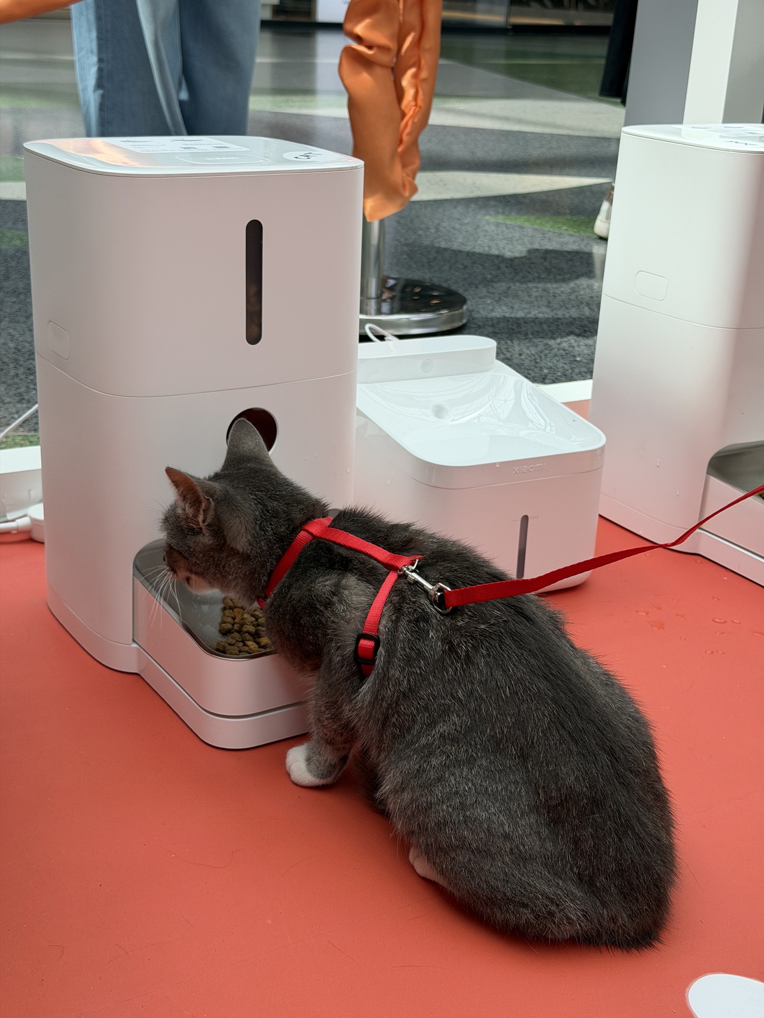 Xiaomi Pet Cafe, Park Lake - Fotografii stand (galerie)