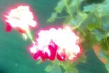 WIN_20170616_12_56_51_Pro.jpg