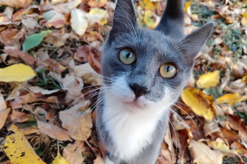 realme C33 - Mostre Foto (ziua): IMG_20221101_162618.jpg