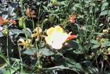 Allview-A5-Smiley-Mostre-foto-ziua_017.jpg