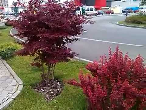 Mostre video: HTC Desire C