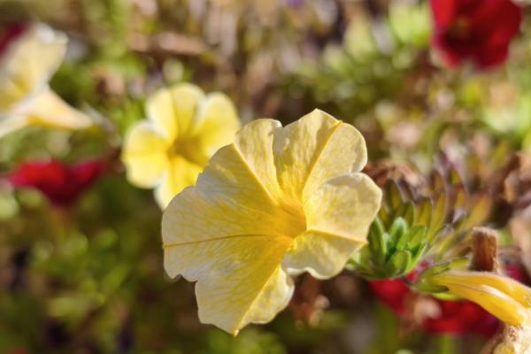 Xiaomi 15T Pro - Mostre Foto (ziua)