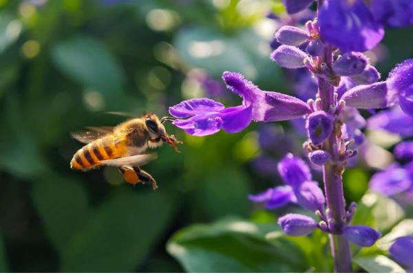 Xiaomi 13 Pro - Mostre foto