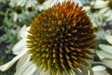Samsung-Galaxy-Z-Fold7-Mostre-macro_001.jpg