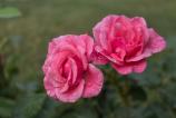 Samsung-Galaxy-Z-Fold7-Mostre-bokeh_024.jpg