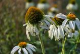 Samsung-Galaxy-Z-Fold7-Mostre-bokeh_006.jpg