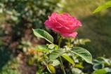 OnePlus-Nord-CE5-bokeh_014.jpg