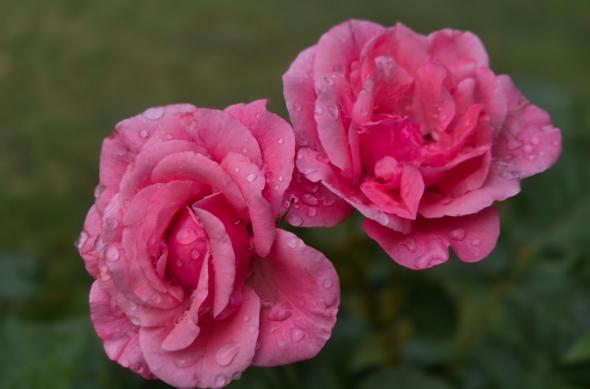 Samsung Galaxy Z Flip7 - Mostre Foto (bokeh): 20250712_081647.jpg