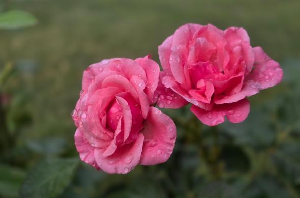 Samsung Galaxy Z Fold7 - Mostre Foto (bokeh): Samsung-Galaxy-Z-Fold7-Mostre-bokeh_024.jpg