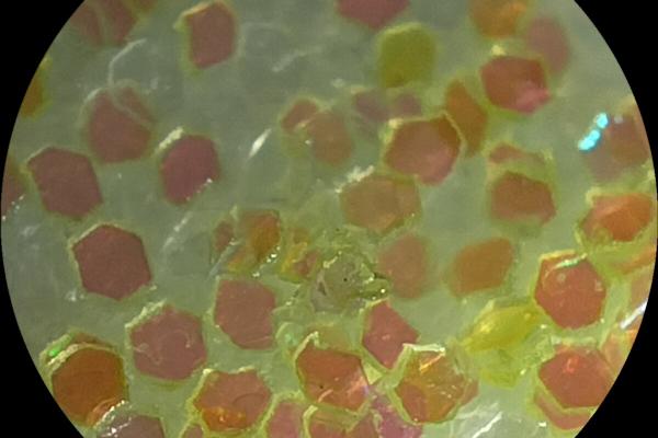 OPPO A98 - Fotografii la microscop