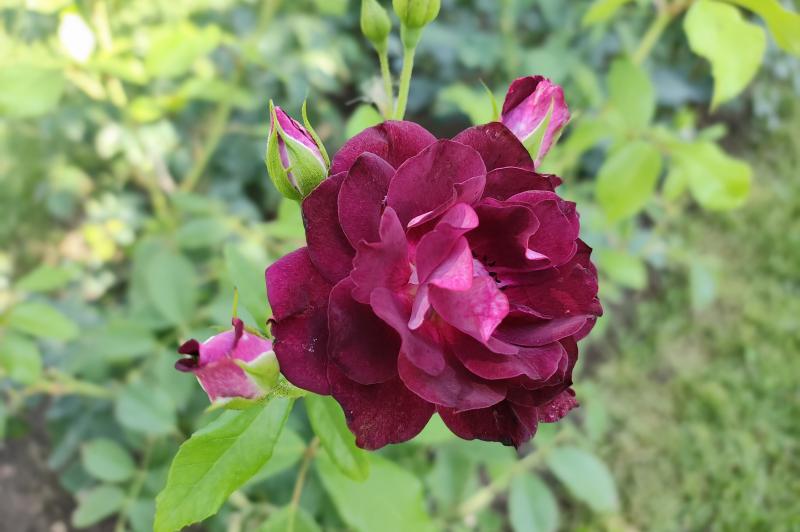 Motorola RAZR 40 - Mostre Foto: Moto-RAZR-40-Culori-Closeup_012.jpg