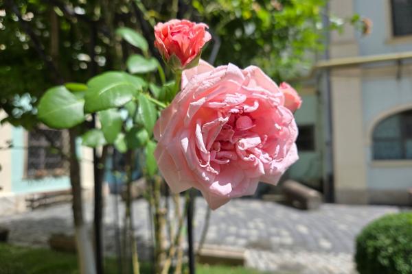 Samsung Galaxy Z Flip6 - Mostre bokeh