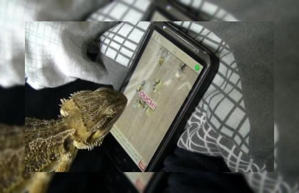 și șopârlele se joacă pe Android - iată reptila gamer pe un smartphone! (Video)