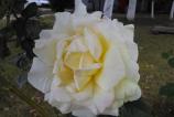 IMG_20160813_162754.jpg