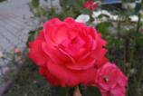 IMG_20160813_162928.jpg