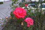 IMG_20160813_162931.jpg