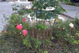IMG_20160813_162942.jpg