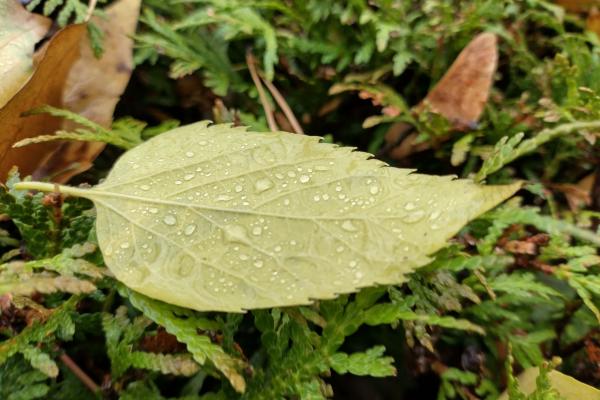 Nokia XR21 - Mostre closeup, potrait