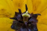 Motorola-edge-60-fusion-macro_016.jpg