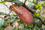 Motorola-edge-60-fusion-macro_003.jpg
