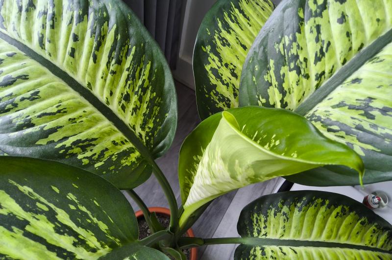 Samsung Galaxy Tab S11 Ultra - Mostre foto: Camera (6).jpg