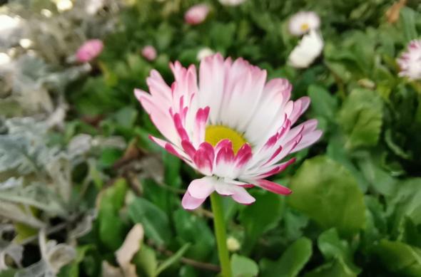 Huawei P40 Lite - Mostre Foto (ziua): IMG_20200306_142610.jpg