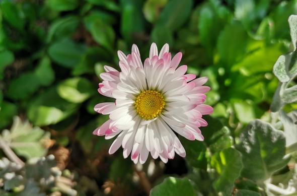 Huawei P40 Lite - Mostre Foto (bokeh): IMG_20200306_142508.jpg