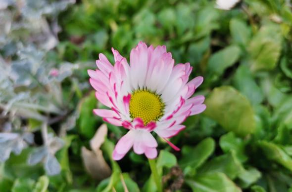 Huawei P40 Lite - Mostre Foto (bokeh): IMG_20200306_142604.jpg