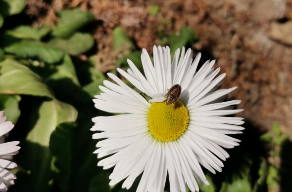 Huawei P40 Lite - Mostre Foto (bokeh): IMG_20200306_142655.jpg