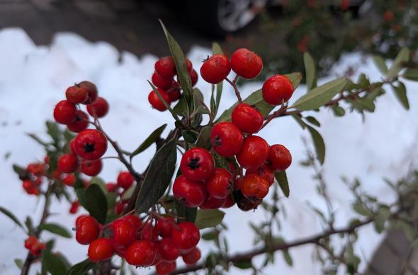 Google Pixel 10a - Mostre macro: Macro_ (1).jpg