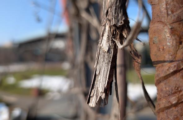 Google Pixel 10a - Mostre macro: Macro_ (11).jpg