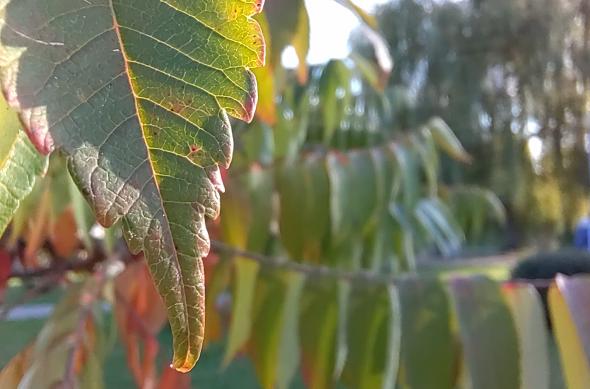Huawei Nova 9 - Mostre Foto (ziua): IMG_20211017_171626.jpg