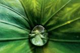 iphone-13-macro-leaf.jpg