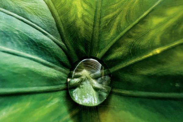 Fotografii câștigătoare concurs macro Apple