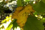IMG_20171010_153836726.jpg