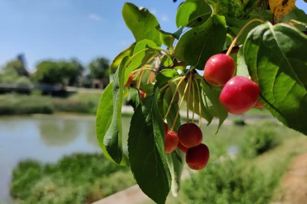 OnePlus Nord - Mostre Foto (bokeh)