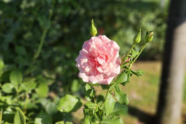 Samsung Galaxy Z Fold5 - Mostre portait