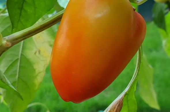 Samsung Galaxy Note 10+ - Mostre Foto (ziua): 20190827_165830.jpg