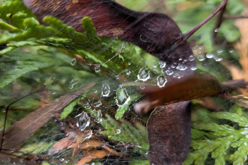 Google Pixel 10 - Mostre foto (macro): Pixel-10-Mostre-Macro_021.jpg