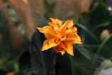 Xiaomi-15-Mostre-Bokeh_001.jpg
